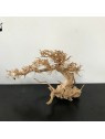 Lemn Aqua-Bonsai  23-30 cm