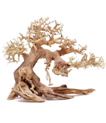 Lemn Aqua-Bonsai 15-20 cm