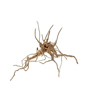 Radacina Fingerwood L 40-60cm