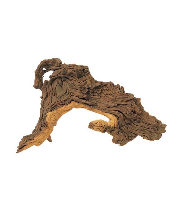 Radacina de Mopani 25-35 cm