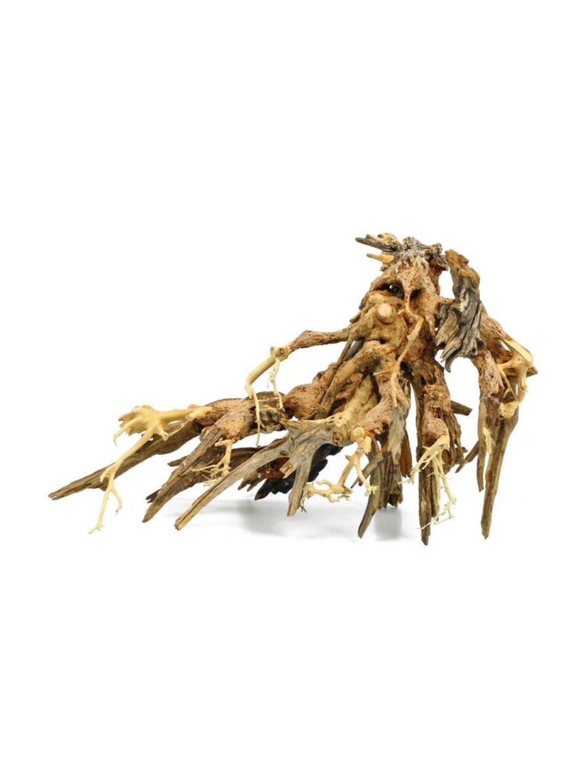 Lemn Octopus Wood Bonsai 25-30 cm