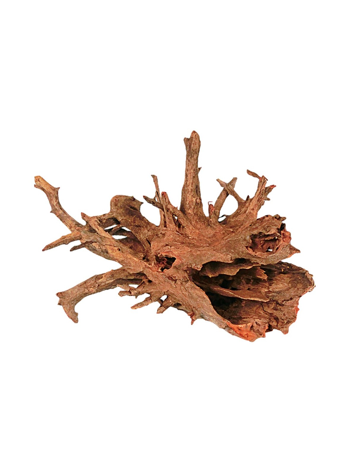 Radacina Corbo Wood 50-70cm