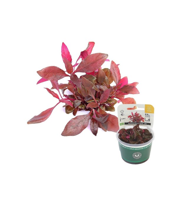 Plantă Alternanthera Reineckii Lila in vitro