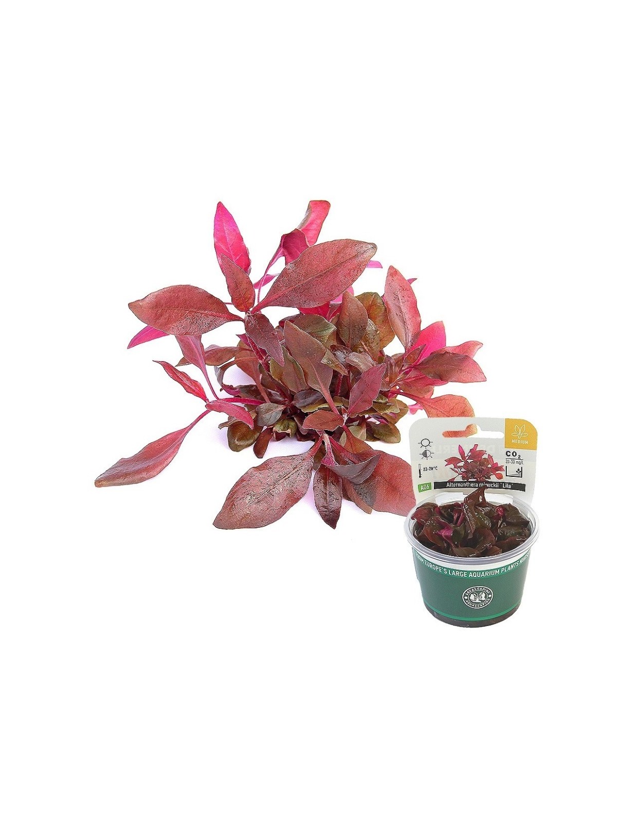 Plantă Alternanthera Reineckii Lila in vitro