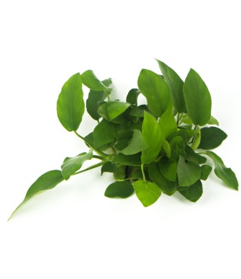 Plantă Anubias Barteri var. Nana Dennerle