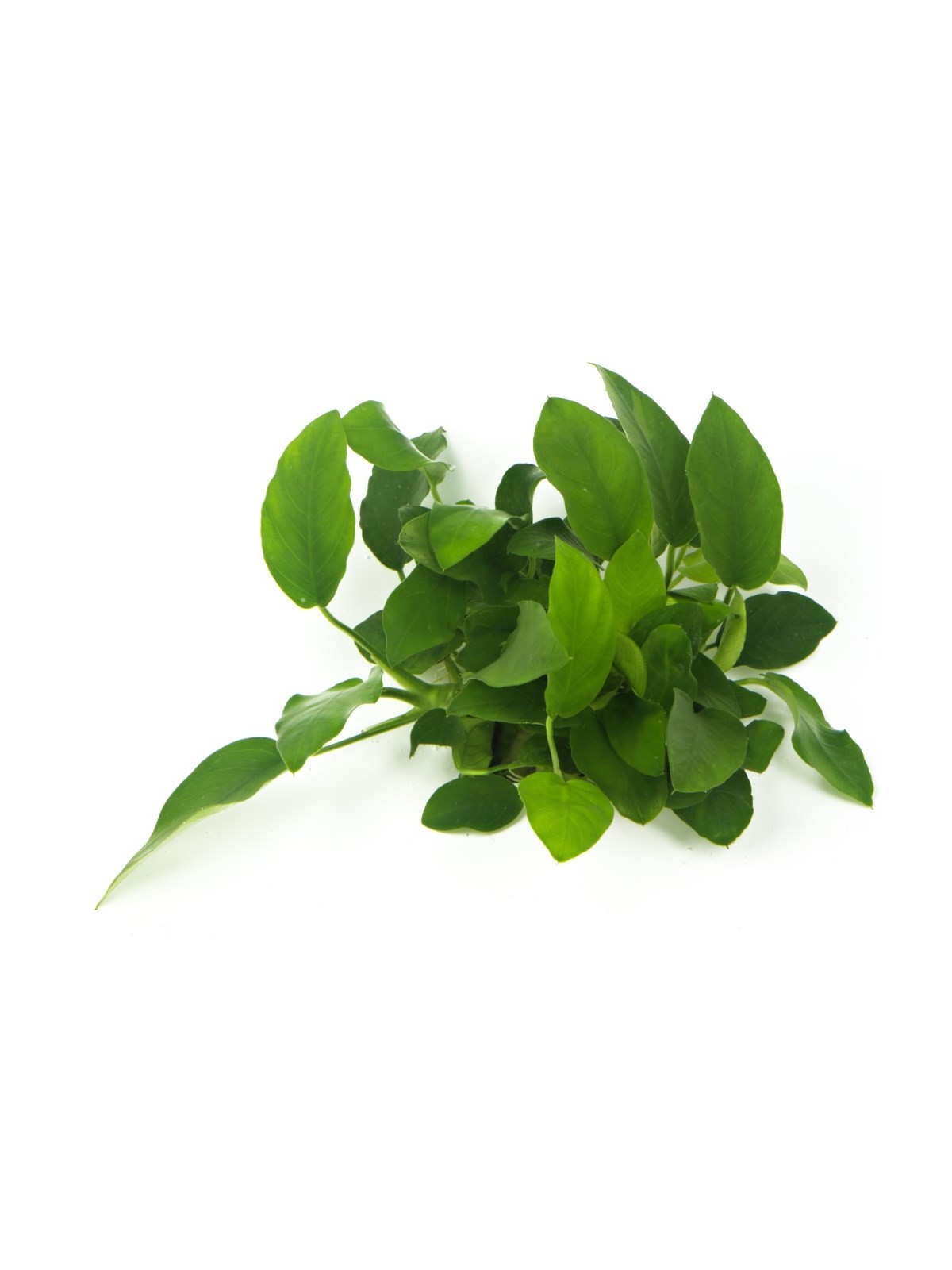 Plantă Anubias Barteri var. Nana Dennerle