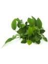Plantă Anubias Barteri var. Nana Dennerle
