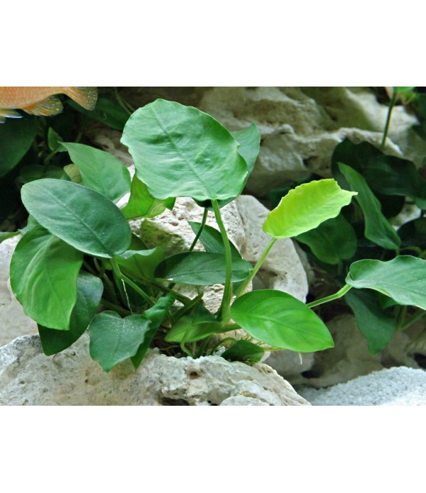 Plantă Anubias Barteri var. Nana Dennerle