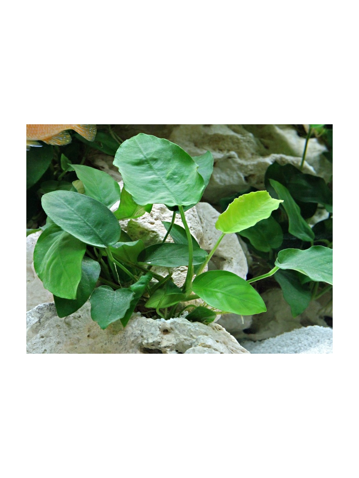 Plantă Anubias Barteri var. Nana Dennerle