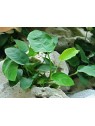 Plantă Anubias Barteri var. Nana Dennerle