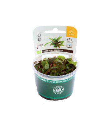 Plantă Cryptocoryne x Purpurea in vitro Dennerle