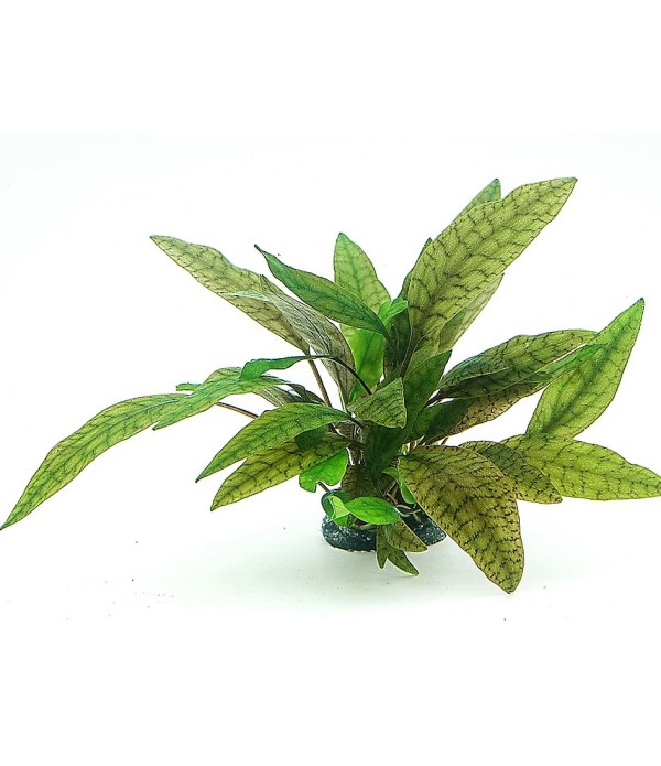 Plantă Cryptocoryne x Purpurea in vitro Dennerle