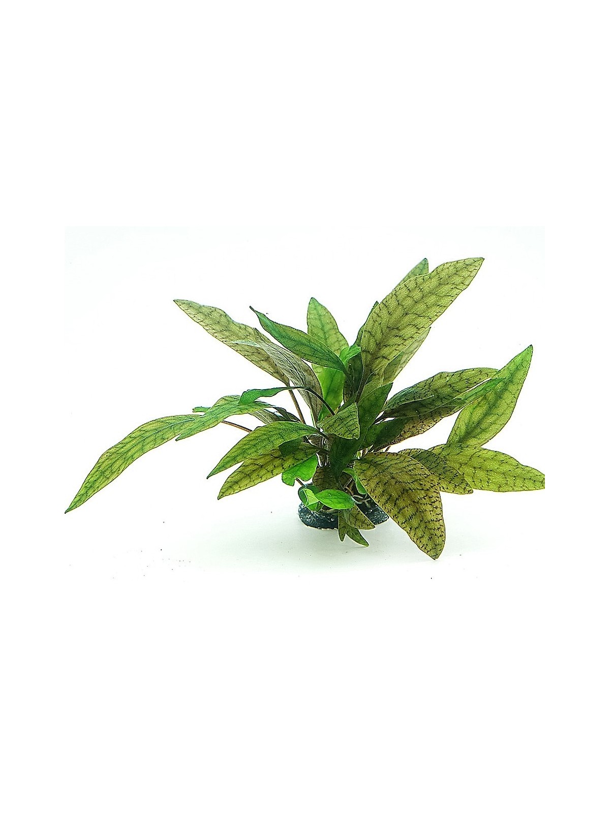 Plantă Cryptocoryne x Purpurea in vitro Dennerle