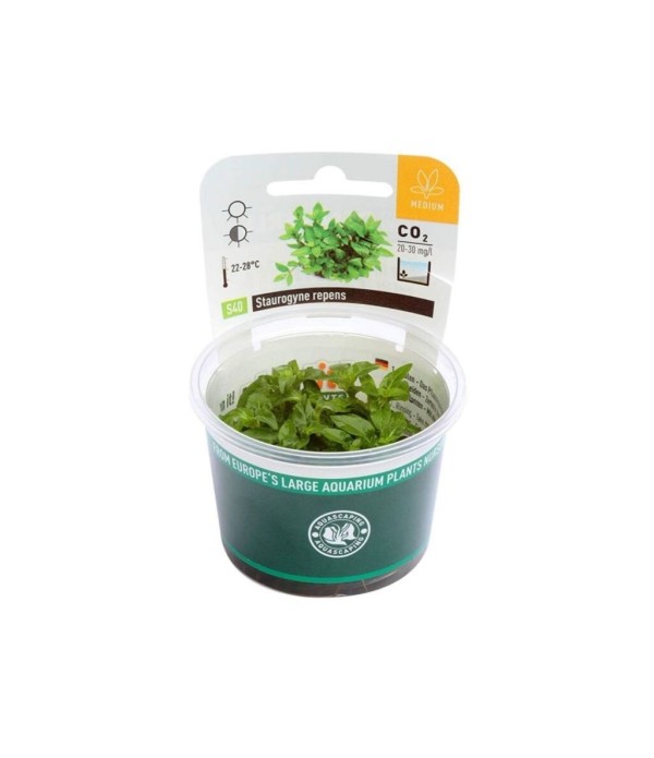 Plantă Staurogyne Repens in vitro Dennerle