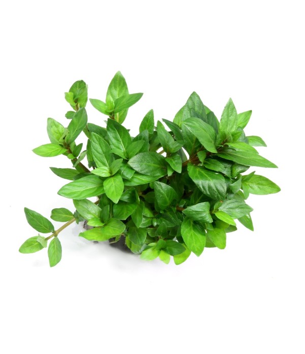 Plantă Staurogyne Repens in vitro Dennerle