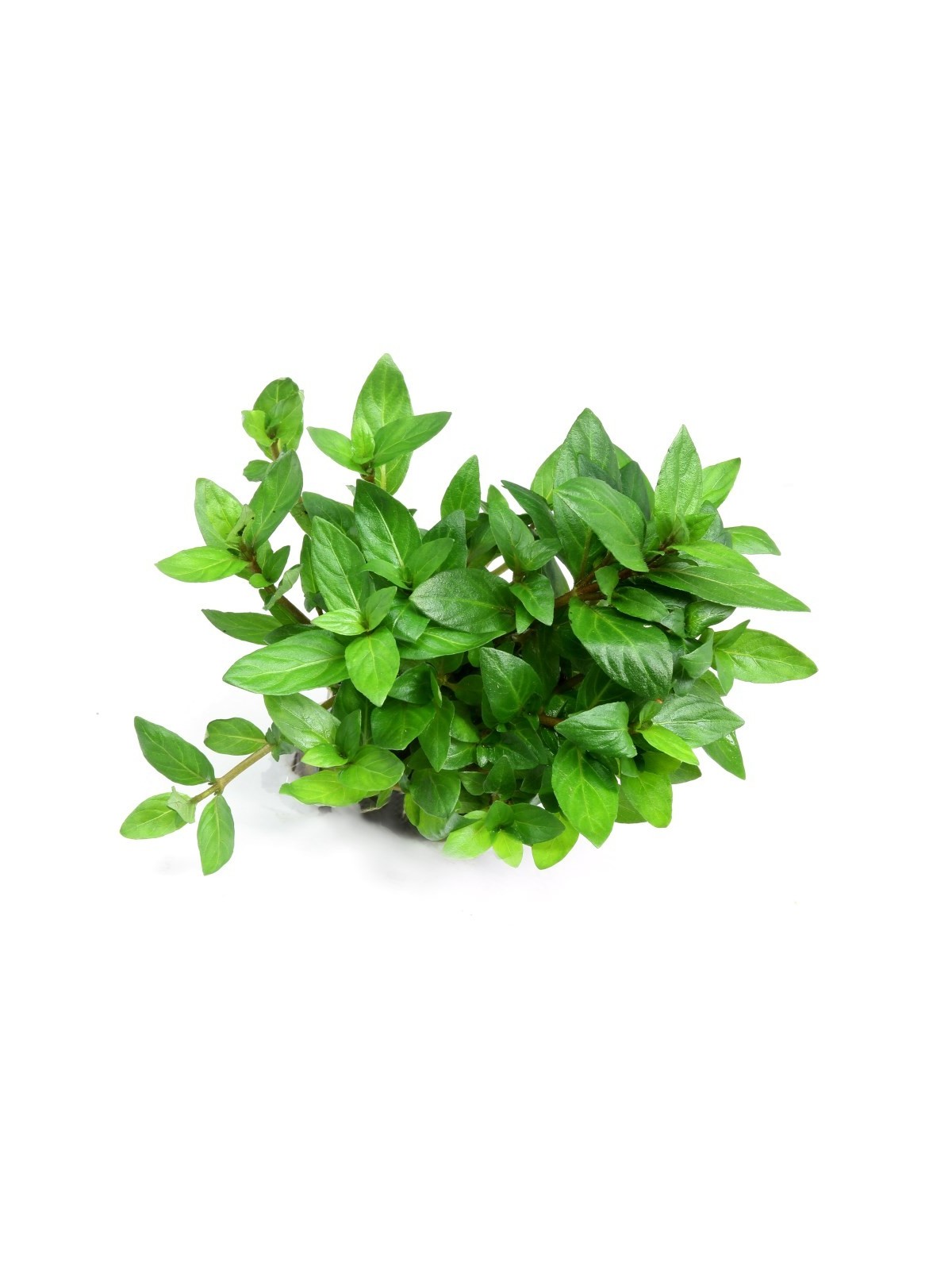 Plantă Staurogyne Repens in vitro Dennerle