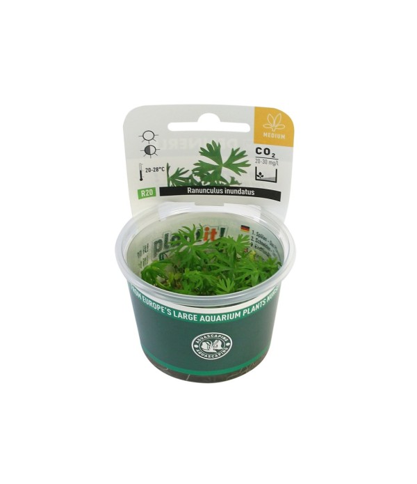 Plantă Ranunculus Inundatus in vitro Dennerle