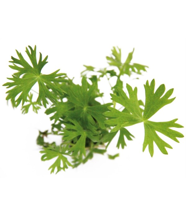 Plantă Ranunculus Inundatus in vitro Dennerle