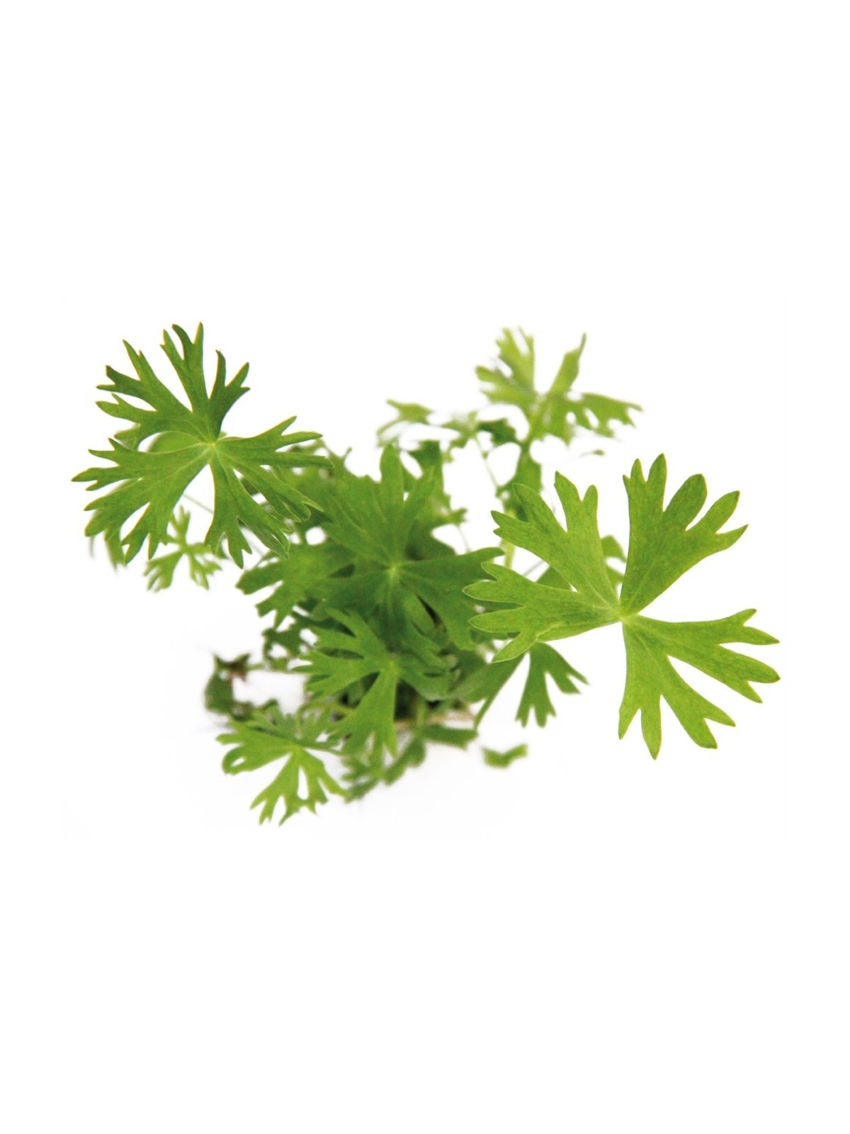 Plantă Ranunculus Inundatus in vitro Dennerle