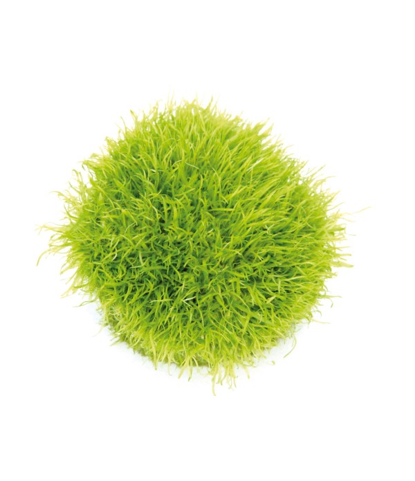 Plantă Utricularia Graminifolia in vitro Dennerle