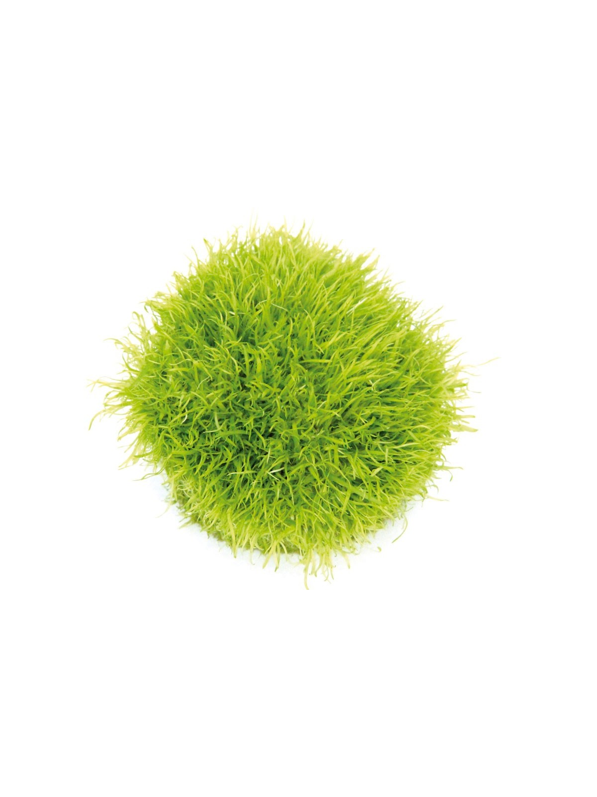 Plantă Utricularia Graminifolia in vitro Dennerle