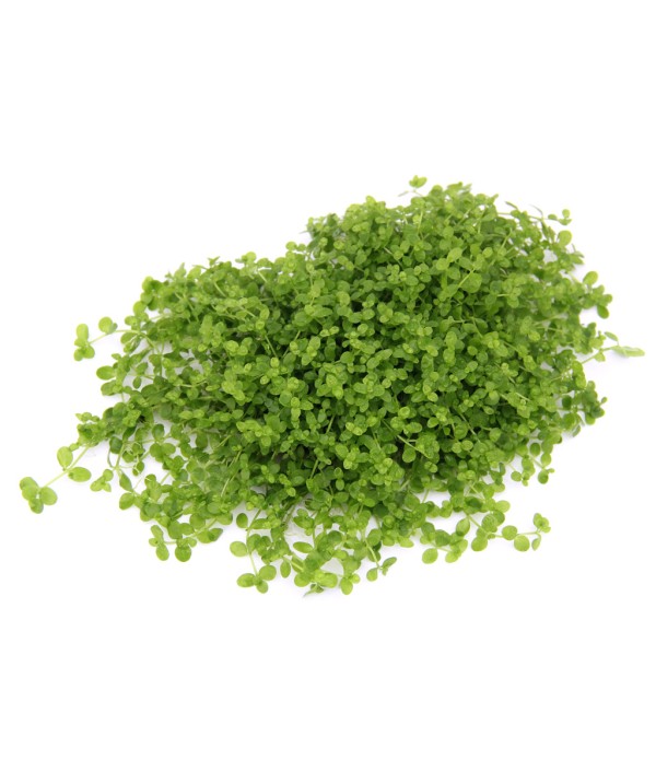 Plantă Micranthemum Tweediei Monte Carlo in vitro