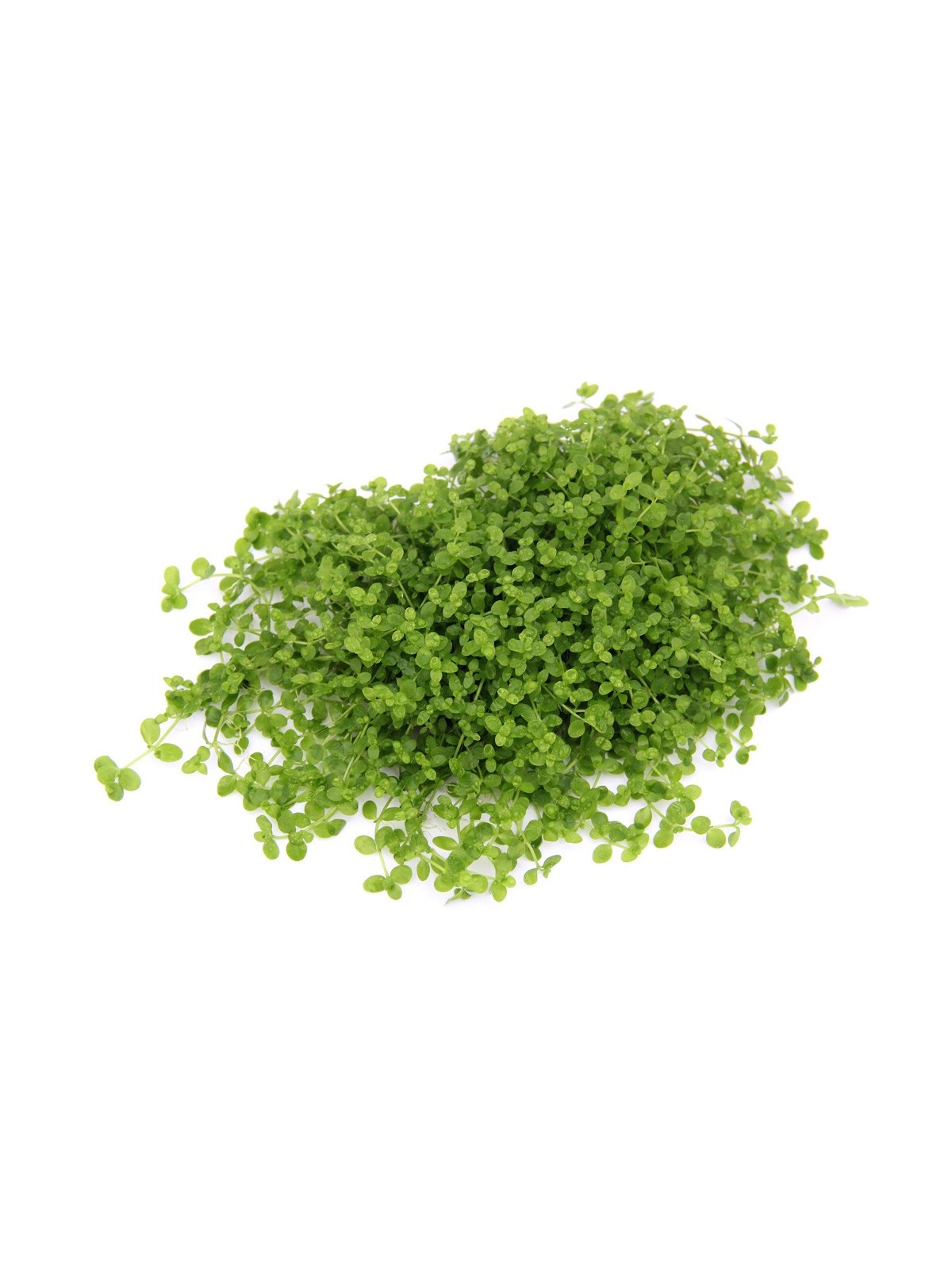 Plantă Micranthemum Tweediei Monte Carlo in vitro