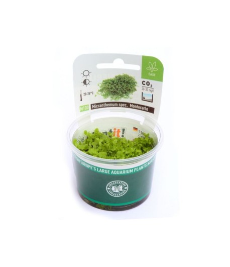 Plantă Micranthemum Tweediei Monte Carlo in vitro