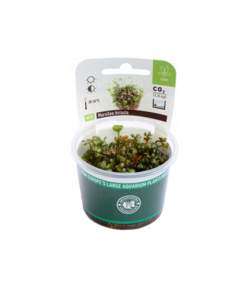 Plantă Marsilea Hirsuta in vitro Dennerle