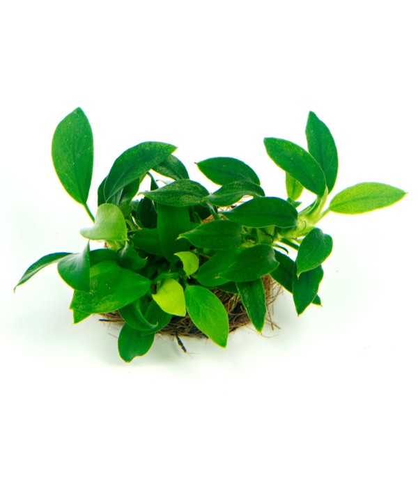 Plantă Anubias Barteri nana Bonsai Dennerle