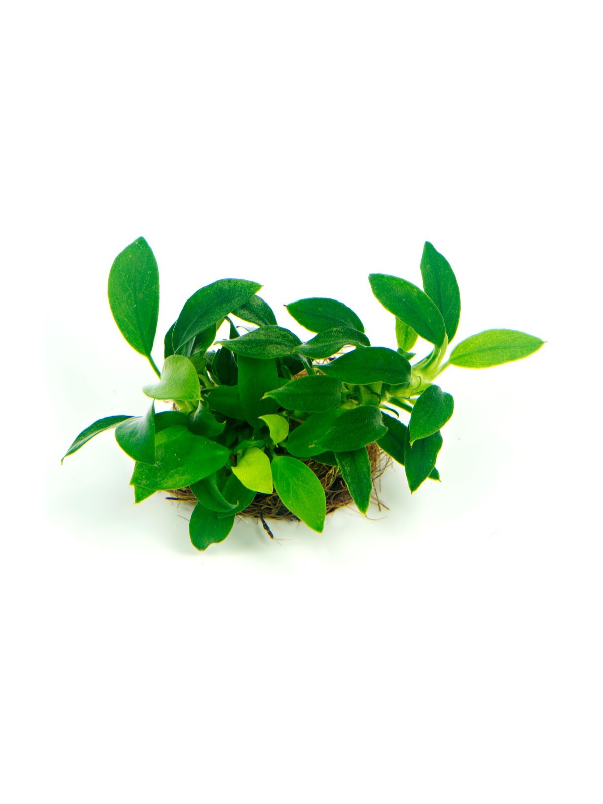 Plantă Anubias Barteri nana Bonsai Dennerle