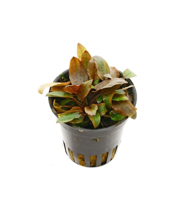 Plantă Cryptocoryne beckettii var.Petchii Pink