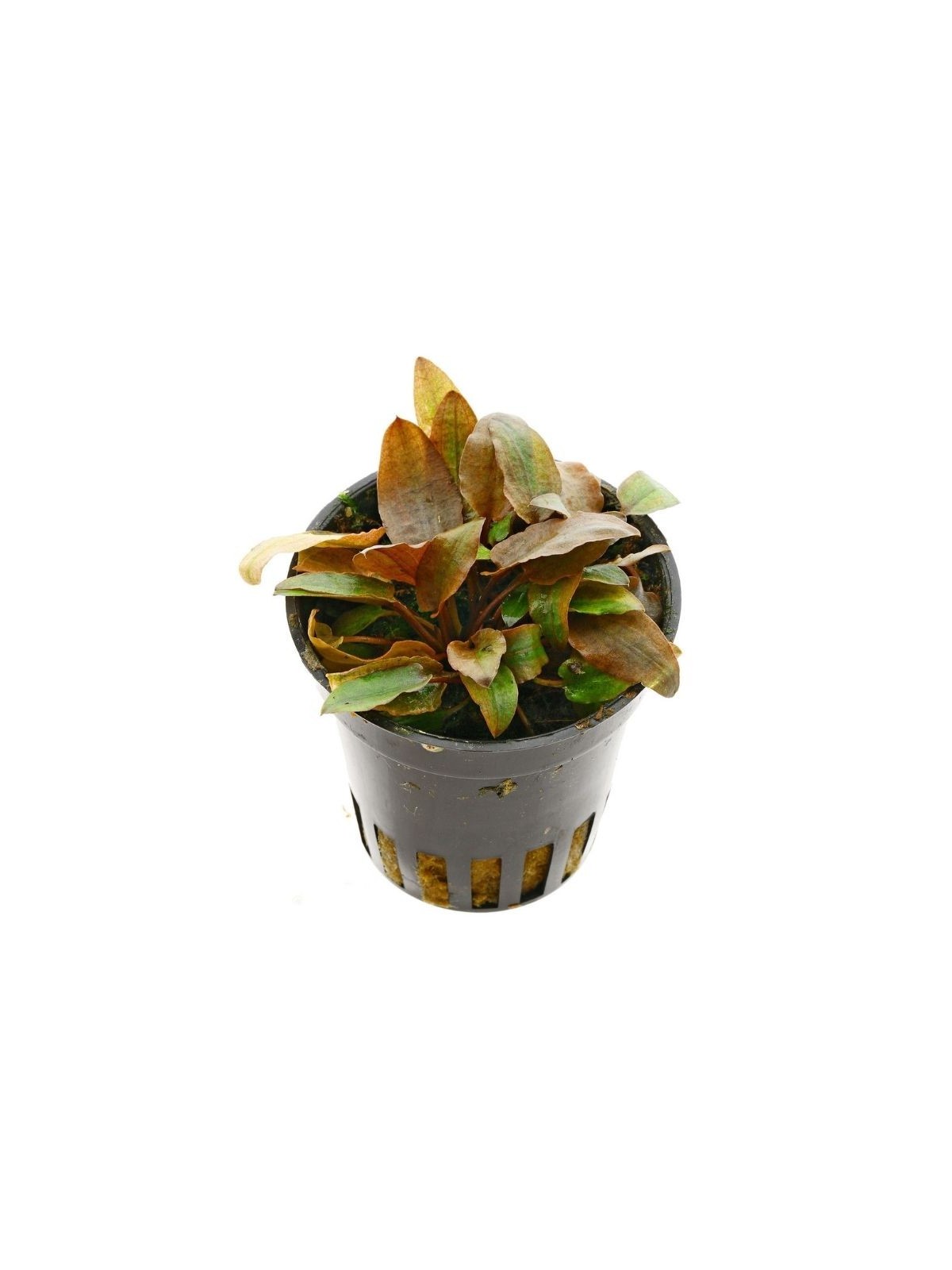 Plantă Cryptocoryne beckettii var.Petchii Pink