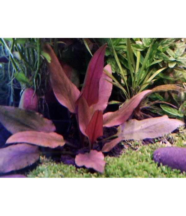 Plantă Cryptocoryne beckettii var.Petchii Pink