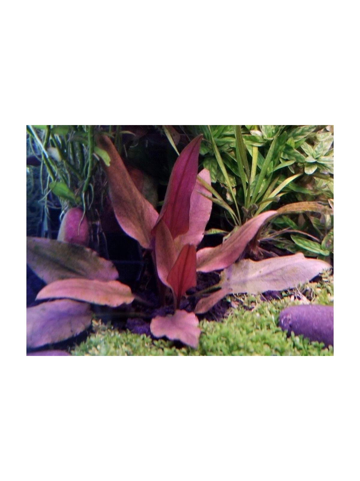 Plantă Cryptocoryne beckettii var.Petchii Pink