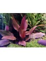 Plantă Cryptocoryne beckettii var.Petchii Pink