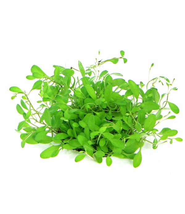 Plantă Glossostigma Elatinoides in vitro Dennerle