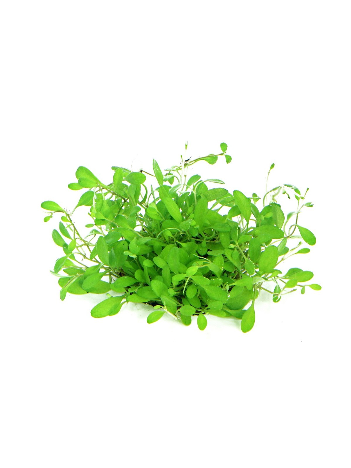 Plantă Glossostigma Elatinoides in vitro Dennerle