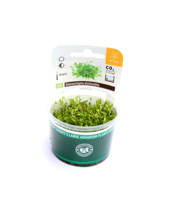 Plantă Glossostigma Elatinoides in vitro Dennerle