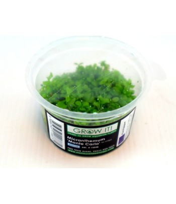 Plantă Micranthemum sp. Monte Carlo in vitro Stoffels