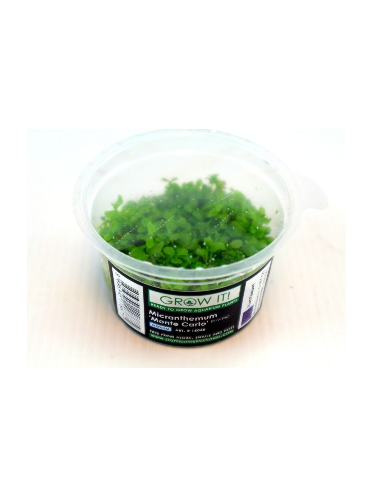 Plantă Micranthemum sp. Monte Carlo in vitro Stoffels