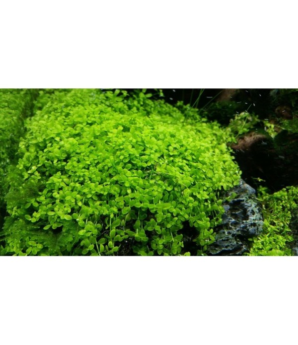 Plantă Micranthemum sp. Monte Carlo in vitro Stoffels