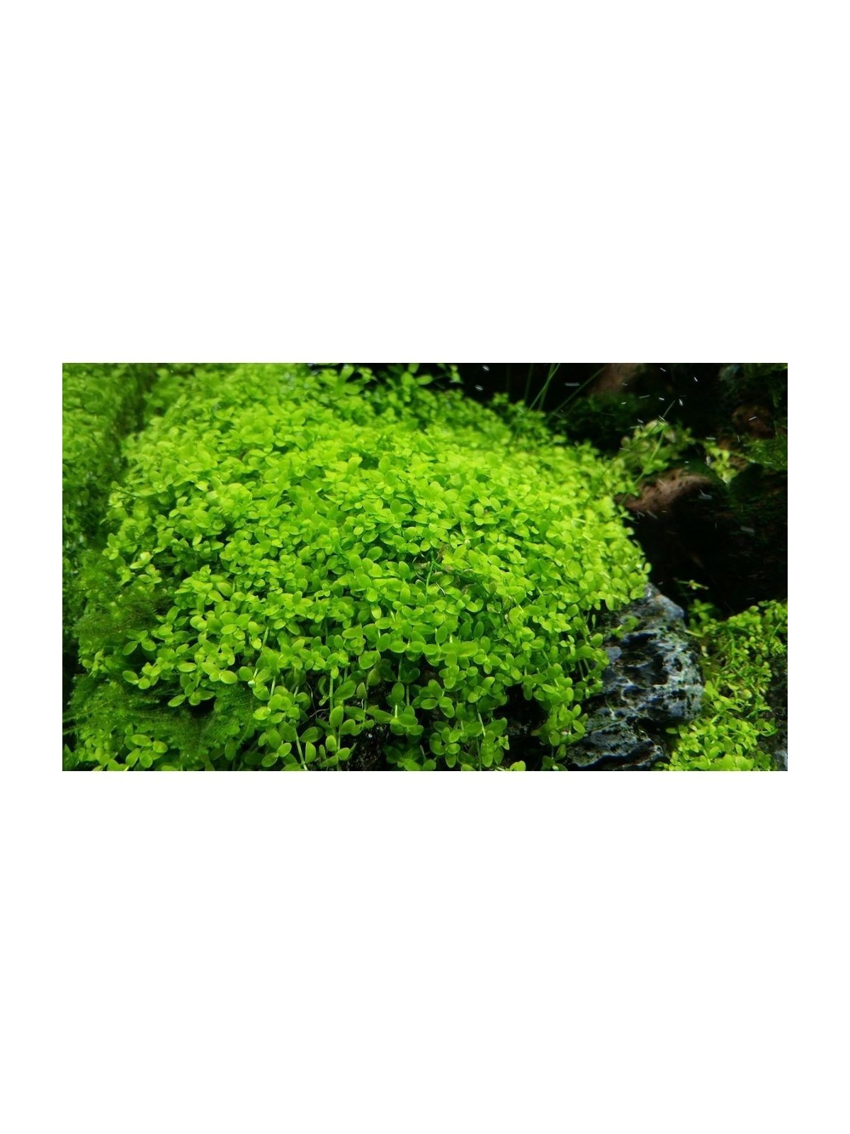 Plantă Micranthemum sp. Monte Carlo in vitro Stoffels