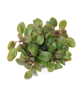 Plantă Lobelia cardinalis Mini Dennerle