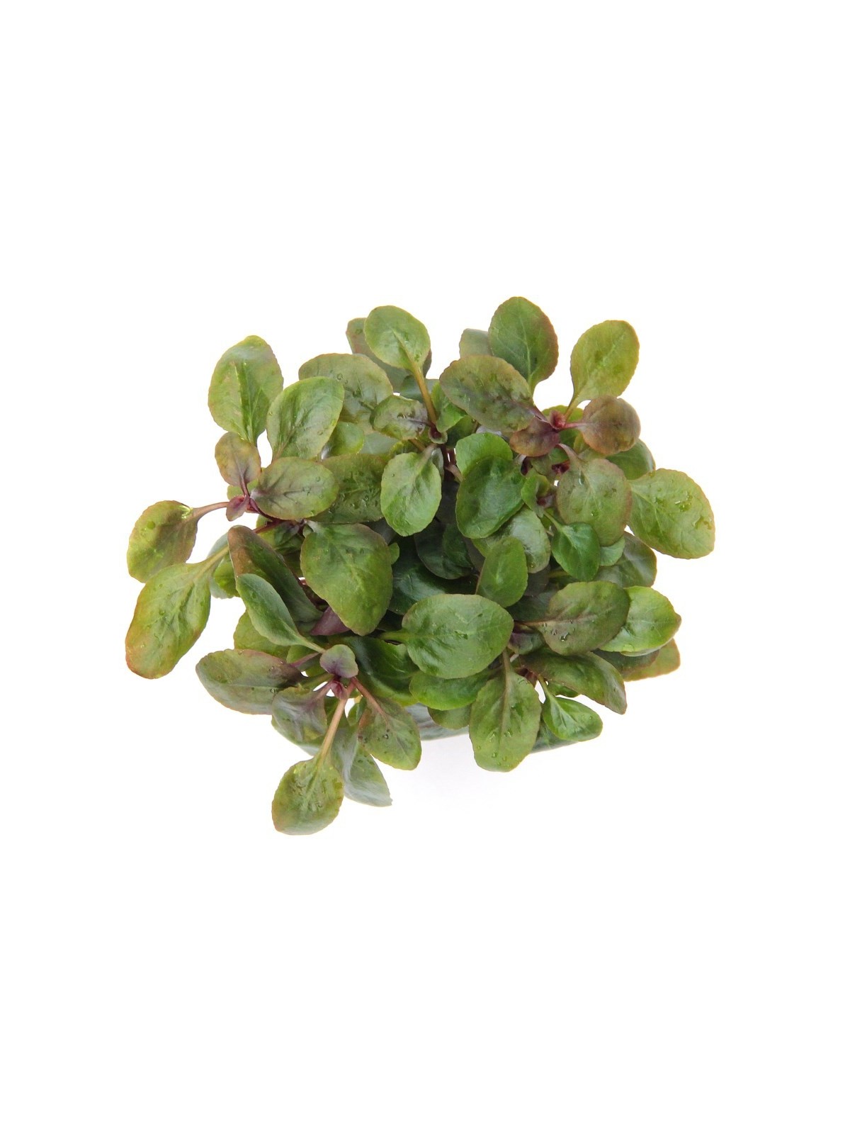 Plantă Lobelia cardinalis Mini Dennerle