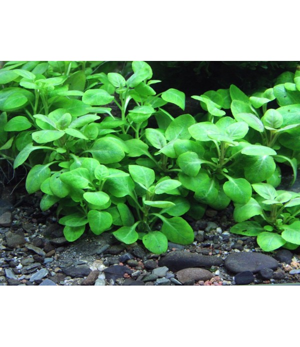 Plantă Lobelia cardinalis Mini Dennerle