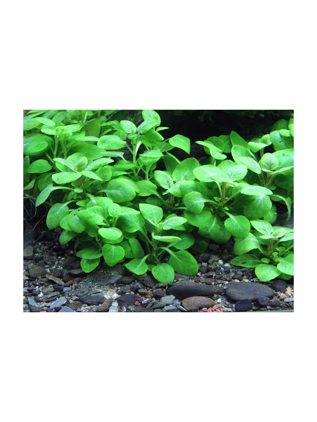 Plantă Lobelia cardinalis Mini Dennerle