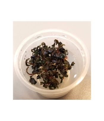 Plantă Bucephalandra Kedagang in vitro Aquaflora