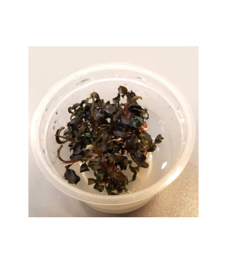 Plantă Bucephalandra Kedagang in vitro Aquaflora