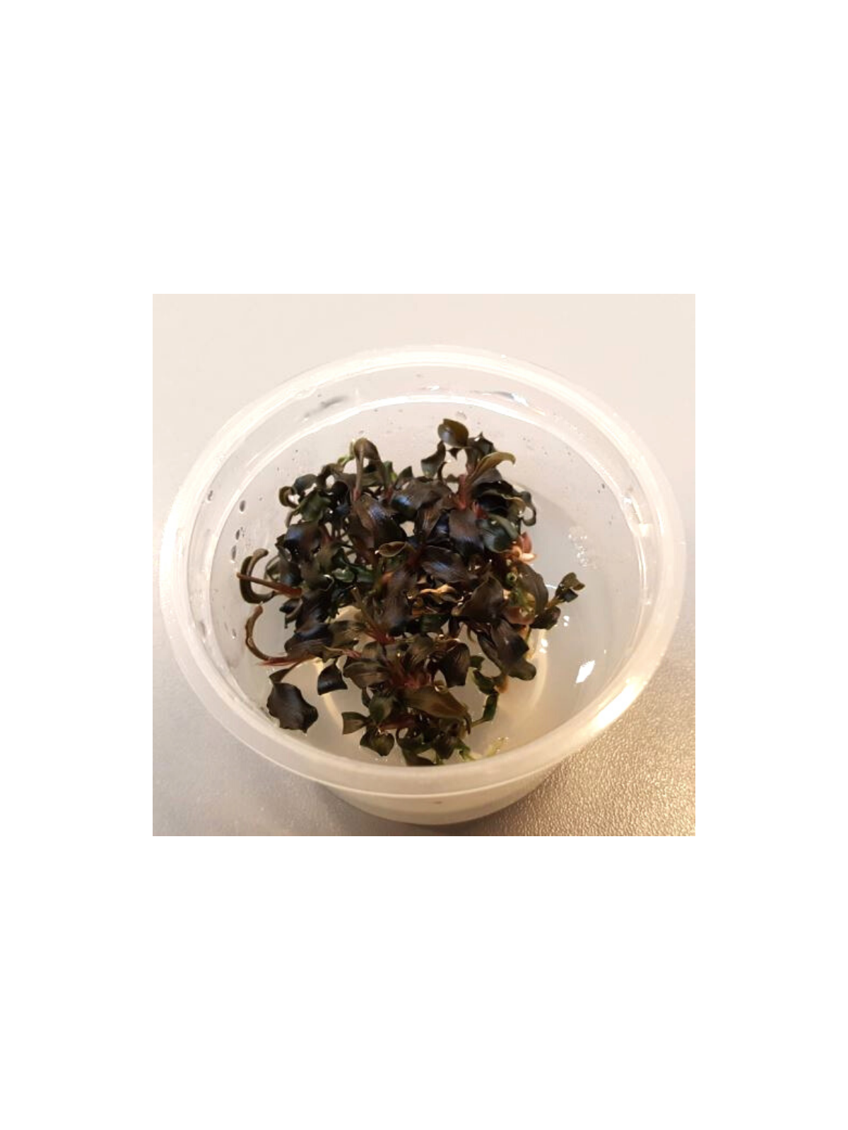 Plantă Bucephalandra Kedagang in vitro Aquaflora